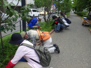 6月14日にヘメロカリス花壇の除草をするお助け隊