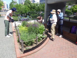 6月15日にコンテナ花壇のお手入れをする花くらぶ