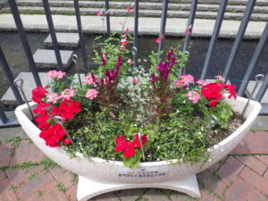 5月下旬に植えこんだ狸二条コンテナの様子