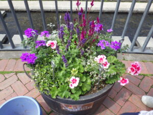 5月下旬に植えこんだ狸二条コンテナの様子