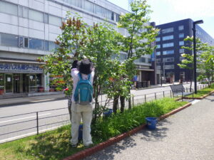 6月20日にライラックの花後剪定をする植物ボランティア