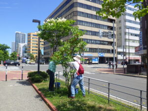 6月20日にライラックの花後剪定をする植物ボランティア