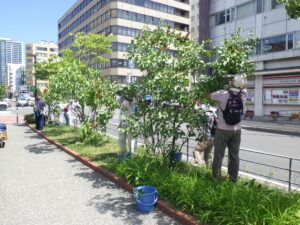 6月20日にライラックの花後剪定をする植物ボランティア