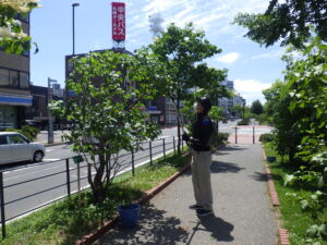 6月20日にライラックの花後剪定をする植物ボランティア