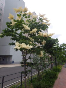 6月22日のハシドイの様子