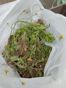 創成除草ボランティアが除草したブタナたち