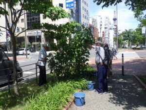 6月27日にライラックの花柄罪の作業をする植物ボランティア