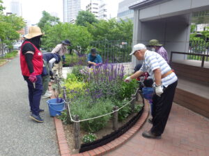 6月29日に花壇のお手入れをする花くらぶ