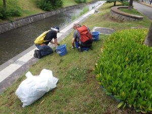 6月30日に除草をする創成除草ボランティア