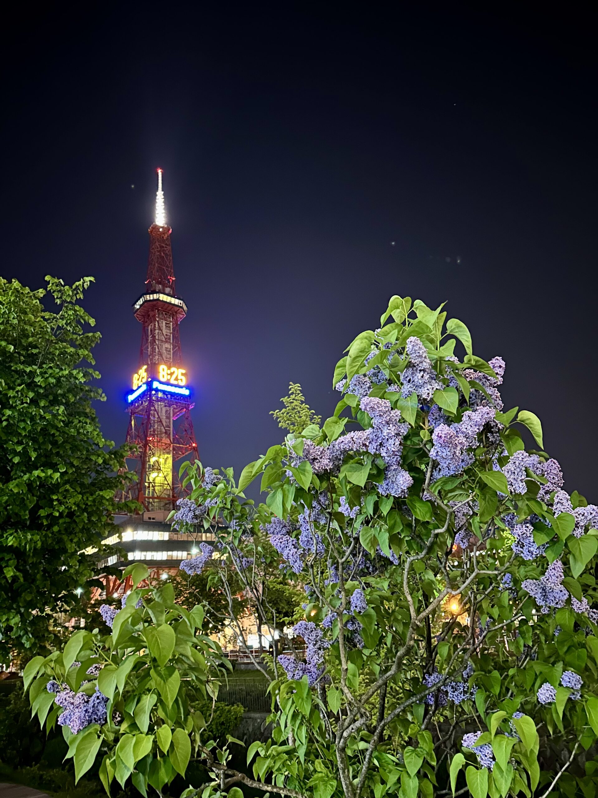 101IceArrow「夜ライラック」 | 創成川公園