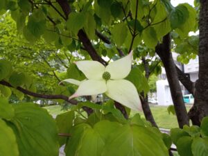 6月7日に咲いていたヤマボウシ