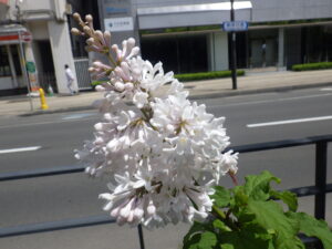 6月1日の遅咲きライラックのアグネススミスの花