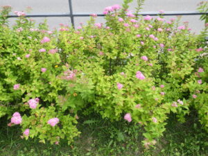 6月22日に咲いていたシモツケの花