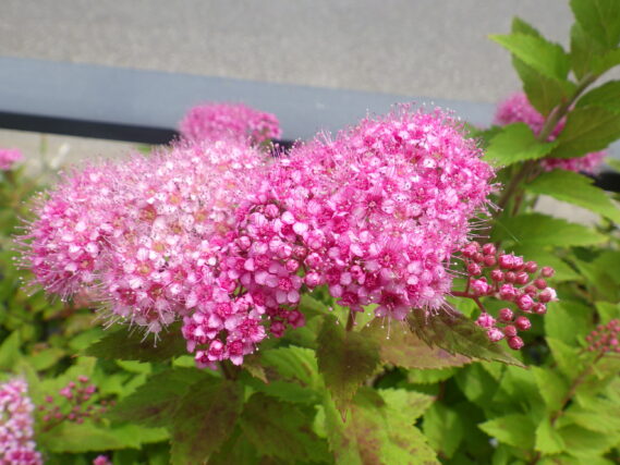 「シモツケ、ハシドイ、ヘメロカリス」の画像