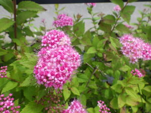 6月22日に咲いていたシモツケの花