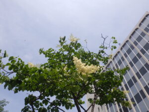 ６月11日に咲いていたハシドイ