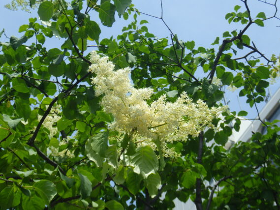 「ハシドイと白い花たち」の画像