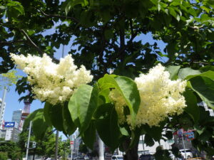 6月20日のハシドイの花