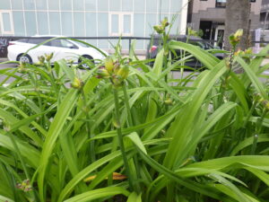 6月22日のへメロかりd巣のつぼみができている様子