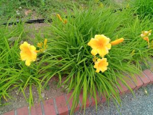 6月22日に咲いていたヘメロカリスのステラデオロ