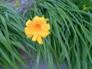 6月22日に咲いていたヘメロカリスのステラデオロ