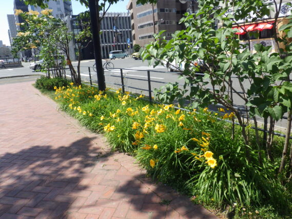 「ヘメロカリスの様子と7月21日のガイドツアー参加者募集」の画像