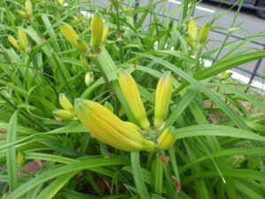 6月30日のヘメロカリスのつぼみの様子