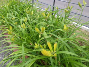 6月30日のヘメロカリスのつぼみの様子