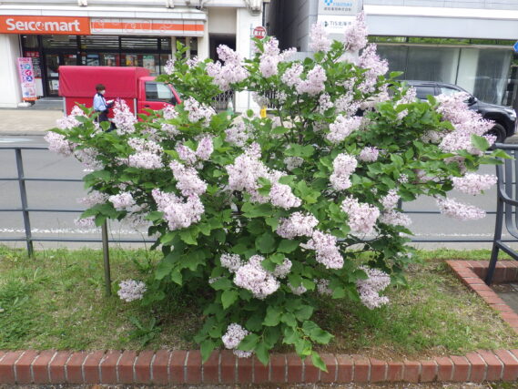 「遅咲きライラック満開、写真募集は6月10日まで」の画像