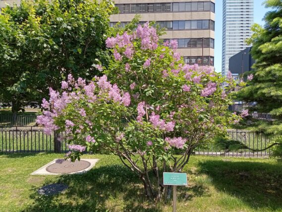 「ライラックの様子と今週の公園ボランティア」の画像