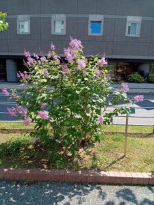 6月8日の遅咲きライラックメヌエットの様子