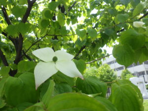 ヤマボウシの花