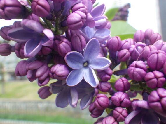 「ライラックの写真投稿ありがとうございました」の画像