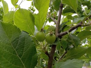 6月22日のリンゴの実の様子