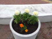 夏の花に植え替えられた真ん中広場のコンテナ