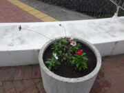 夏の花に植え替えられた真ん中広場のコンテナ