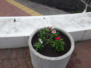 夏の花に植え替えられた真ん中広場のコンテナ