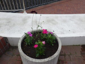 夏の花に植え替えられた真ん中広場のコンテナ