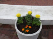 夏の花に植え替えられた真ん中広場のコンテナ