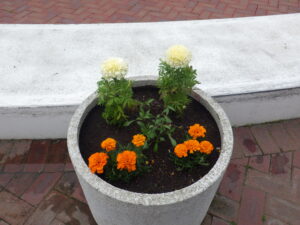 夏の花に植え替えられた真ん中広場のコンテナ