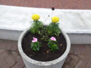 夏の花に植え替えられた真ん中広場のコンテナ