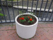 夏の花に植え替えられた狸二条広場のコンテナ