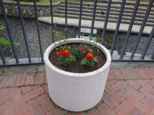 夏の花に植え替えられた狸二条広場のコンテナ