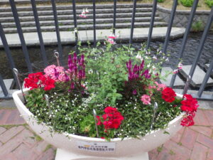 6月28日の狸二条コンテナんポ花の様子