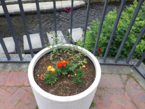 6月28日の狸二条コンテナんポ花の様子