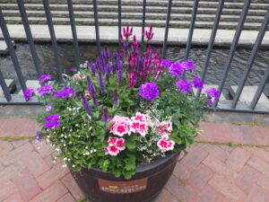 6月28日の狸二条コンテナんポ花の様子