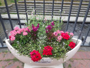 6月28日の狸二条コンテナんポ花の様子