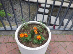 6月28日の狸二条コンテナんポ花の様子