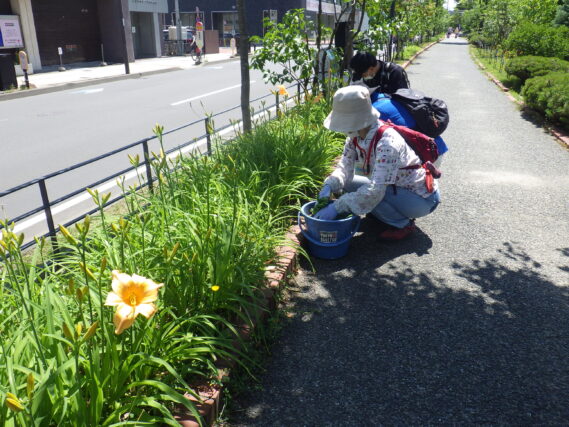 「今週の公園ボランティア」の画像