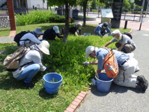 7月5日にスズラン花壇の除草をするお助け隊